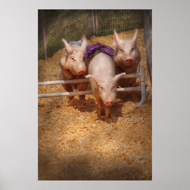 Poster Cochon - Franchir les obstacles (Devant)