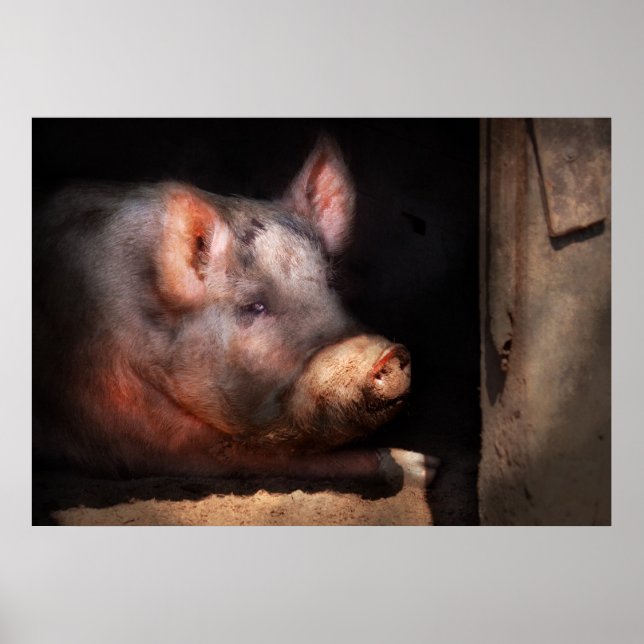 Poster Cochon - Numéro deux du cochon (Devant)