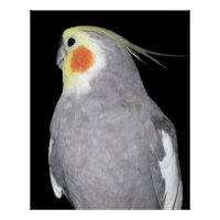 Cockatiel d'oiseaux animaux domestiques