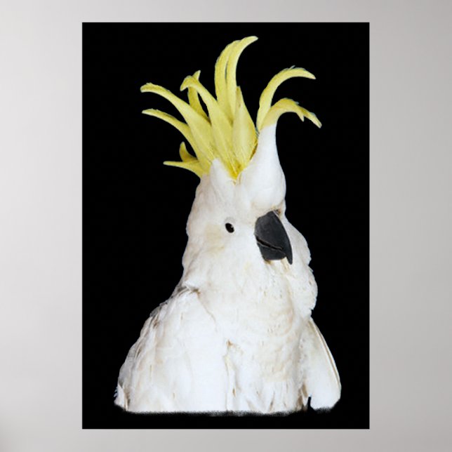 Poster Cockatoo 24x36" (Devant)