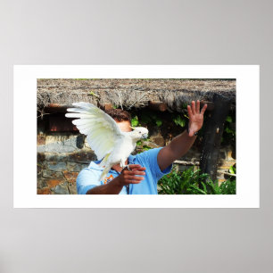 Poster Cockatoo affichant une aile