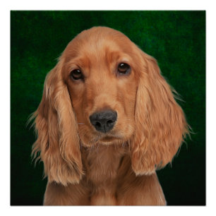 Poster Cocker Spaniel