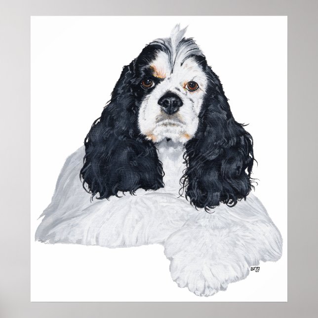 Poster Cocker Spaniel Américain (Devant)