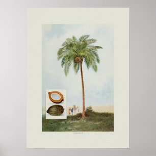 Poster Coco