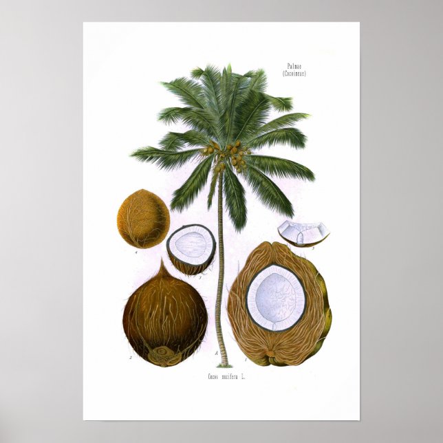Poster Cocos nucifera (coconut palm) (Devant)