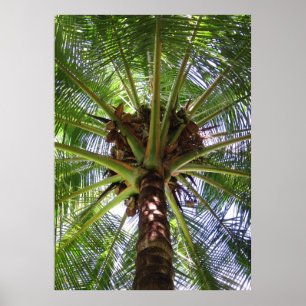 Poster Cocotier