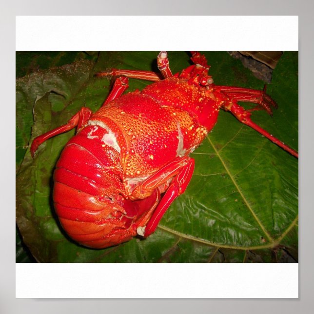 Poster "cocotier crabe" (Devant)