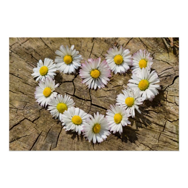 Poster Cœur de marguerite (Devant)