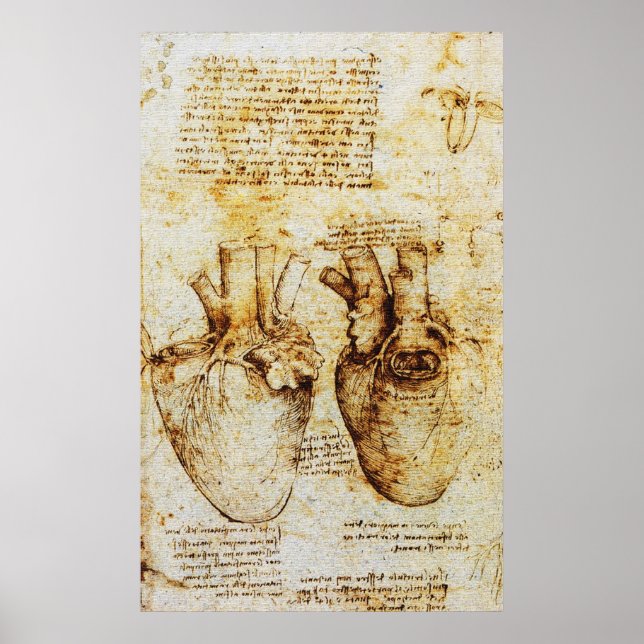Poster Coeur, Ses vaisseaux sanguins, Léonard De Vinci, S (Devant)