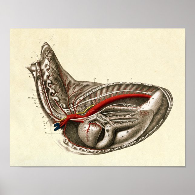 Poster Coeur vintage de l'anatomie du cheval Imprimer (Devant)