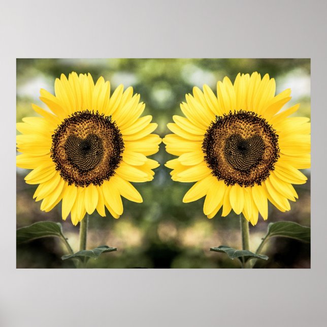 Poster Coeurs de tournesol amoureux (Devant)