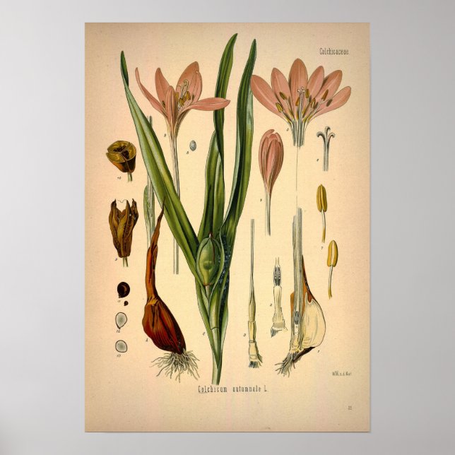 Poster Colchicum Autumnale connu sous le nom de Crocus d' (Devant)