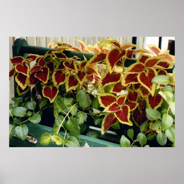 Poster Coleus en fleurs (Devant)