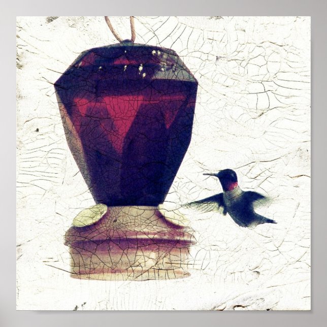 Poster Colibri (Devant)