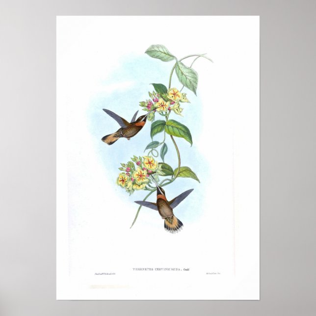Poster Colibri (Devant)