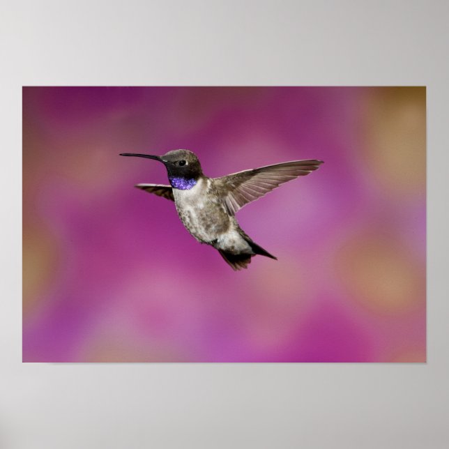 Poster Colibri à gorge noire, Archilochus (Devant)