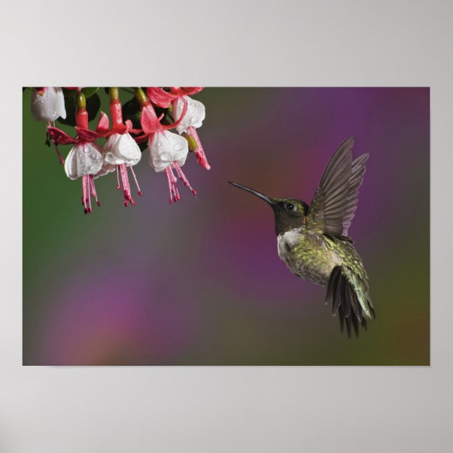 Poster Colibri à gorge rubis mâle (Devant)