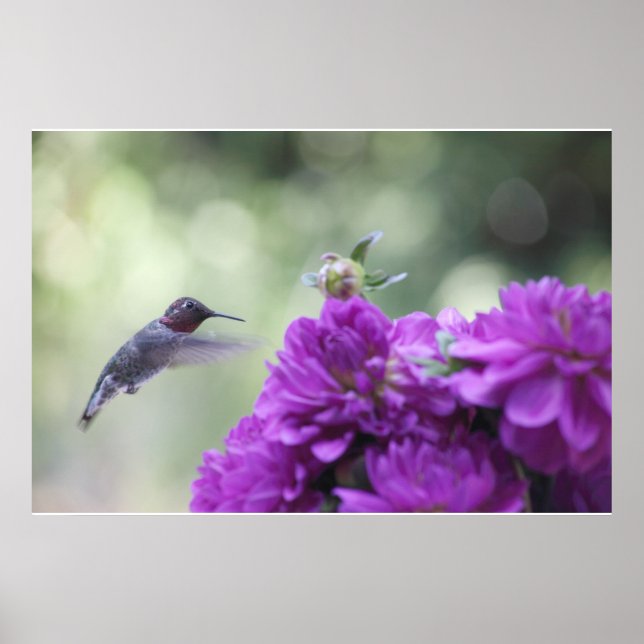 Poster colibri à l'affiche dahlias violet (Devant)