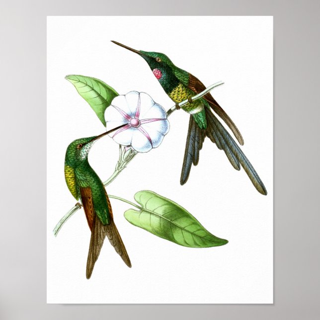 Poster Colibri No.4 Antique Histoire Naturelle Imprimer. (Devant)