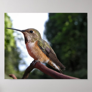 Poster Colibri roux femelle - Tirages d'art
