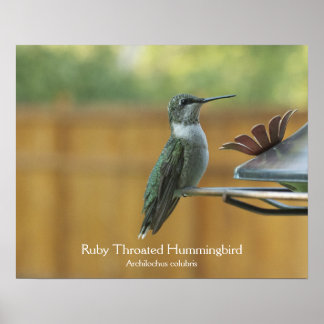 Poster Colibri Ruby Throsé