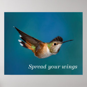 Poster Colibri Rufous