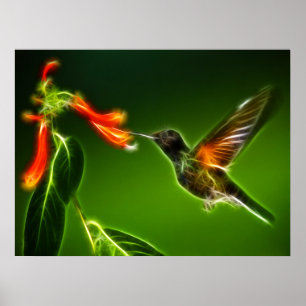 Poster Colibri vert de Violetear