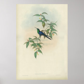 Poster Colibri vert et bleu