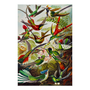 Poster Colibri vintage par Ernst Haeckel