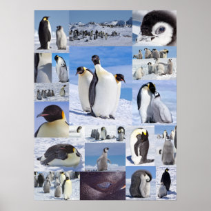 Poster collage de l'empereur Penguin de l'Antarcti