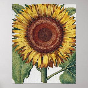 Poster Collage de Sunflower Vintage Damask