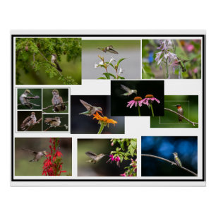 Poster Collage des colibris