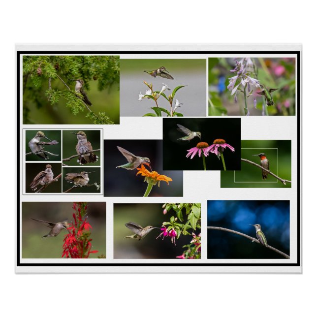 Poster Collage des colibris (Devant)