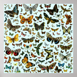 Poster Collage des papillons de nuit et des papillons de