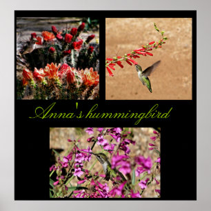 Poster Collage d'impression de colibri d'Anna...