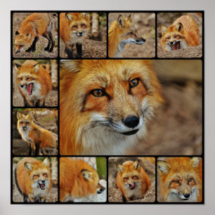 Poster Collage Renard