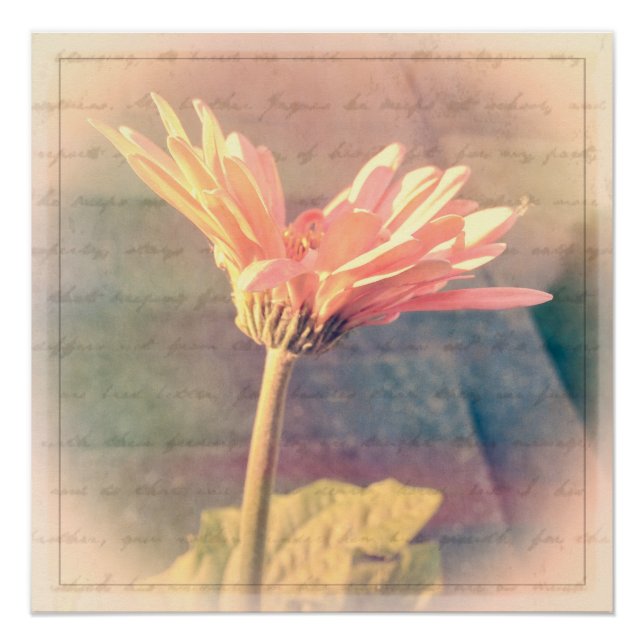 Poster Collage rose Gerbera Daisy (Devant)