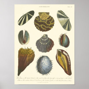 Poster Collection de conchyliologie