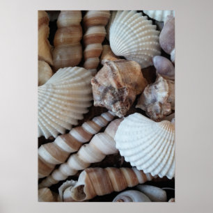 Poster Collection de coquillages, Poster, Nature, Plage d