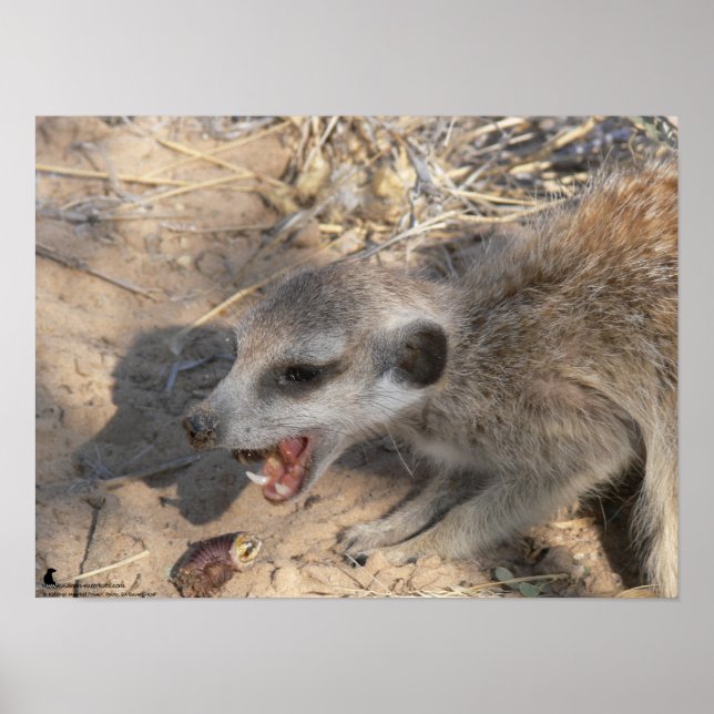 Poster Collection Fluffernutter - Manger (Devant)