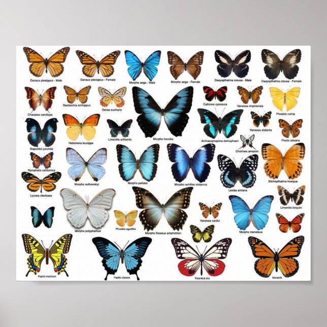 Poster - Collection papillon 2 (Devant)
