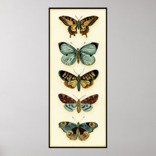 Poster Collection Papillons par Chariklia Zarris