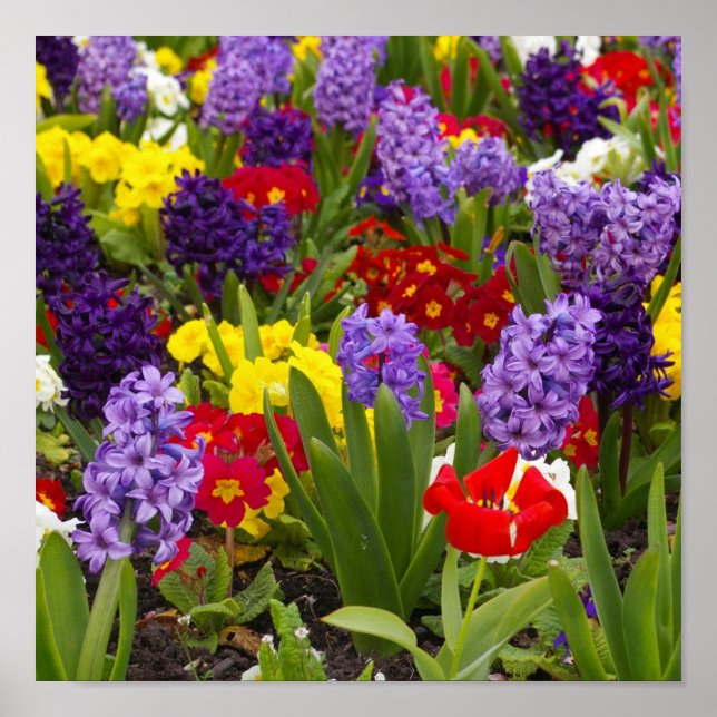 Poster Collection Rainbow (Devant)