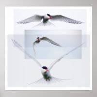 Collection Tern