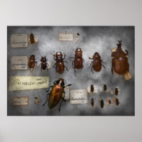 Collectionneur de bugs - La collection d'insectes