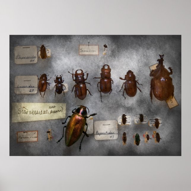 Poster Collectionneur de bugs - La collection d'insectes (Devant)