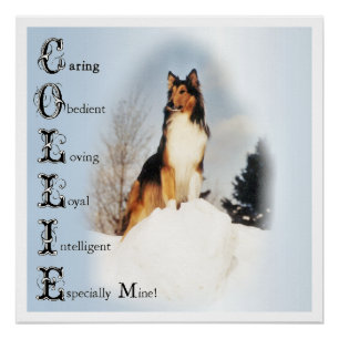 Poster Collie Est... Rough Collie Art