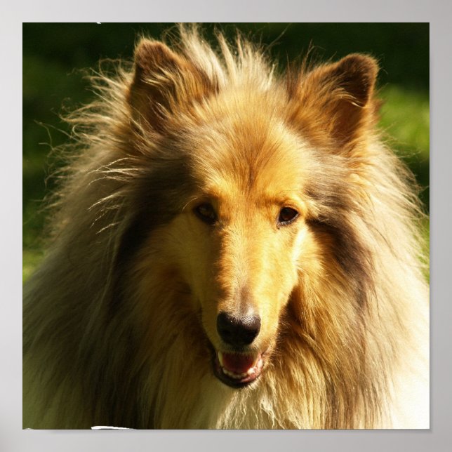 Poster Collie Lassie Chien Imprimer (Devant)