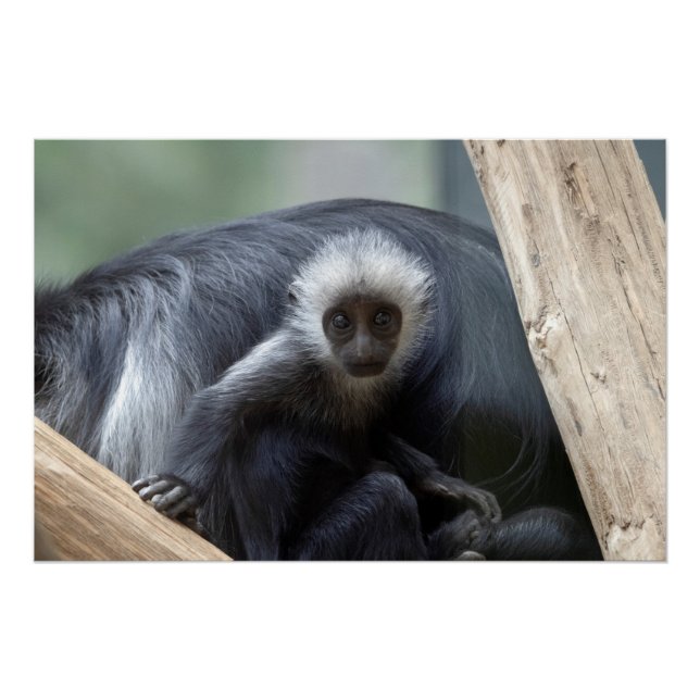 Poster Colobus polykomos (Devant)