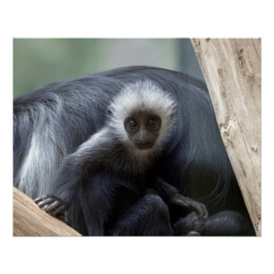 Poster Colobus polykomos
